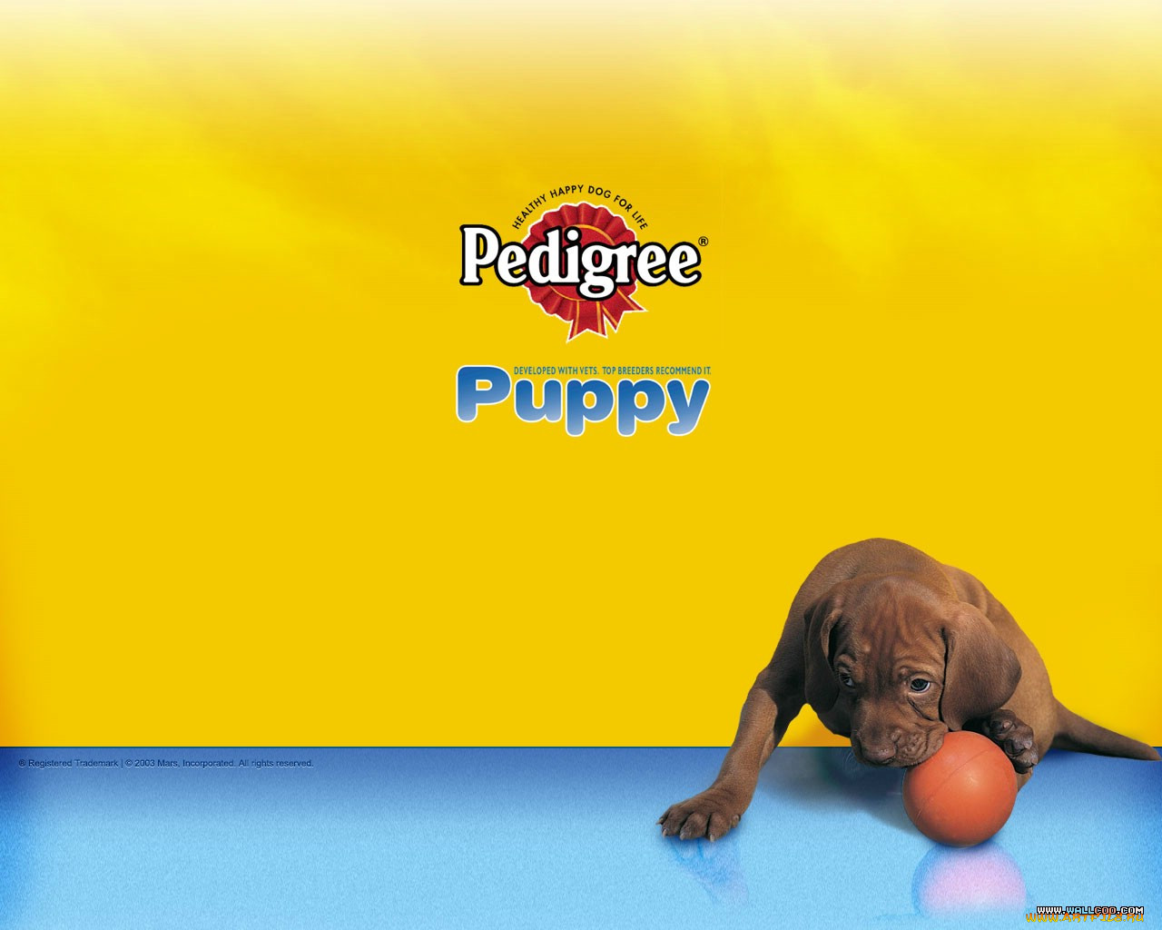 , pedigree